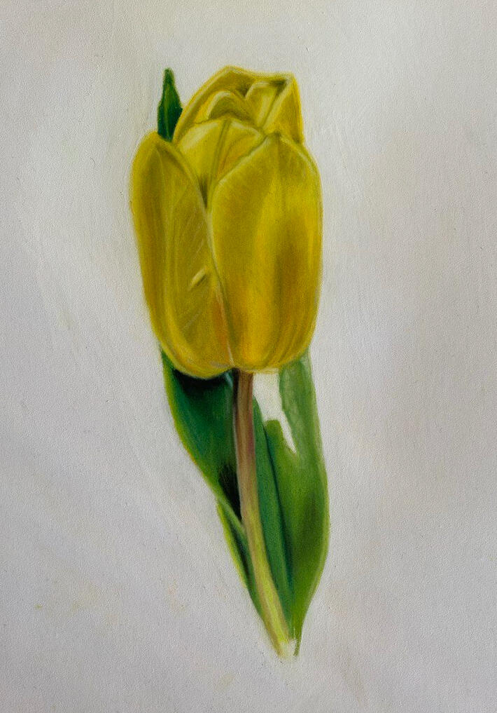 Yellow Tulip